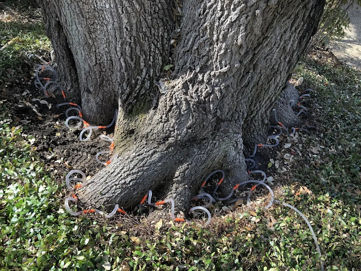 Detailed Tree Cabling and Bracing job site in Boxborough