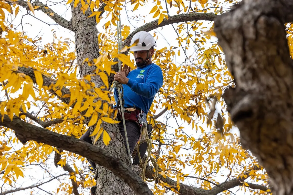 Skilled Storm Damage Cleanup crew working in Boxborough